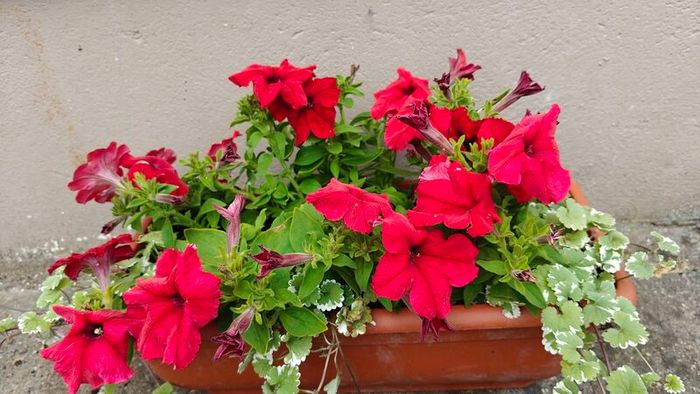 Window box
