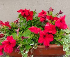 Window box