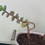 Jade plant Image 3