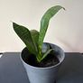 snake plant Image 2