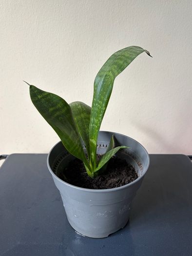 snake plant