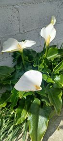 Large Calle Lily / Zantadascia