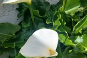 Large Calle Lily / Zantadascia