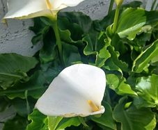 Large Calle Lily / Zantadascia