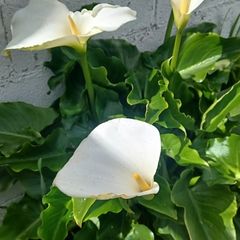 Large Calle Lily / Zantadascia