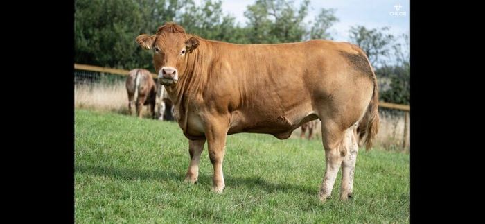 Show cattle - In Calf and Maiden Heifer sale