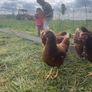 Hens - Point of lay pullets Image 3
