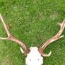 Real Naturally Fallow Deer Antlers On A Skull (trophy Taxidermy) Image 4