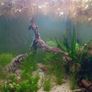60L Fully Cycled and Planted Aquarium Image 5