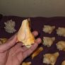 Sea Shell Collection Image 10