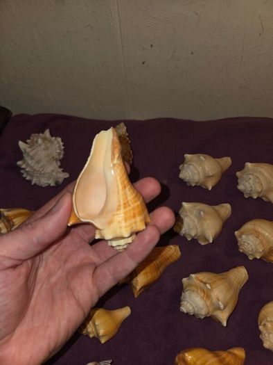 Sea Shell Collection