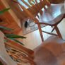 Set of Four Solid Oak Dining Chairs Image 10