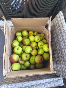 Apples
