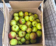 Apples
