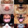 Face mask AnimalStyle Image 4