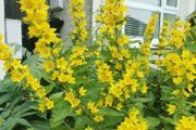 Yellow loosestrife