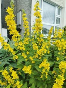 Yellow loosestrife