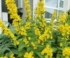 Yellow loosestrife