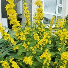 Yellow loosestrife