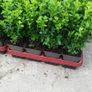 Box Hedging Image 5