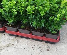 Box Hedging
