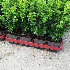 Box Hedging