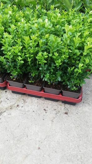 Box Hedging