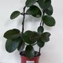 Hoya Australis - about 70-80 cm Image 2