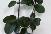 Hoya Australis