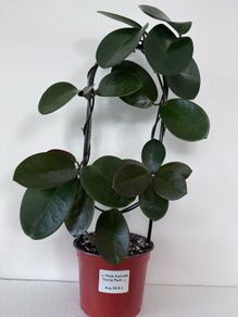 Hoya Australis