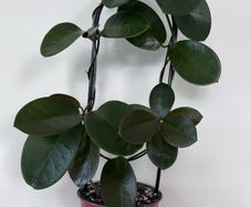 Hoya Australis