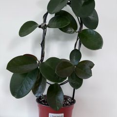 Hoya Australis