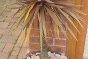 Palm Tree