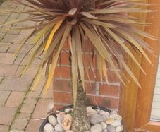 Palm Tree