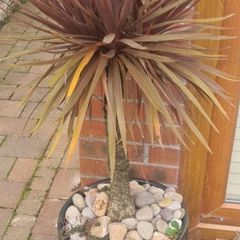 Palm Tree