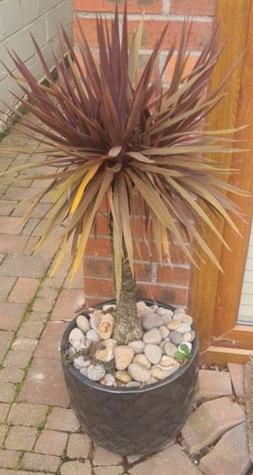 Palm Tree