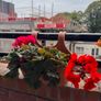Geranium and succulent in balcony planter x 2 Image 2