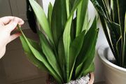 Sansevieria moonshine