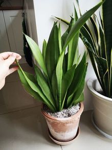 Sansevieria moonshine