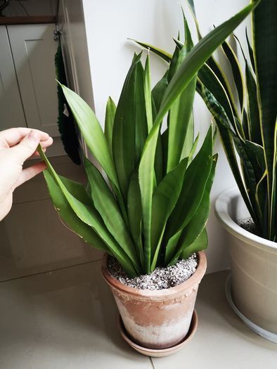 Sansevieria moonshine