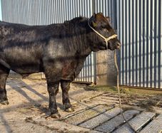 Angus Bulls