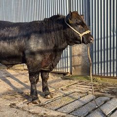 Angus Bulls