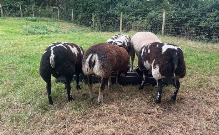 Dutch Spotted Rams & Badger Face Texel