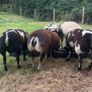 Badger Face Texel & Dutch Spotted lambs Available Image 3
