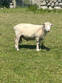 Dorset rams