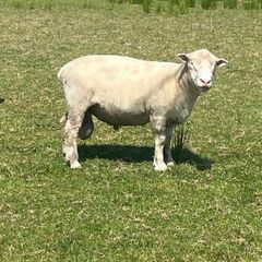 Dorset rams