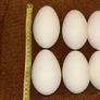 Egg-Goose-Large-Blown-Easter-Crafts Image 3