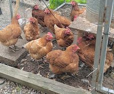 laying hens