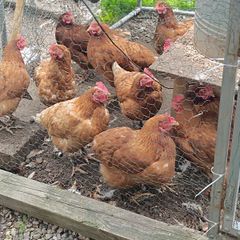 laying hens