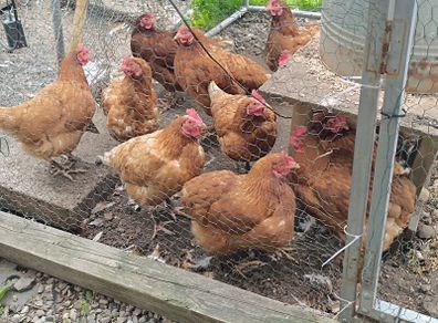 laying hens